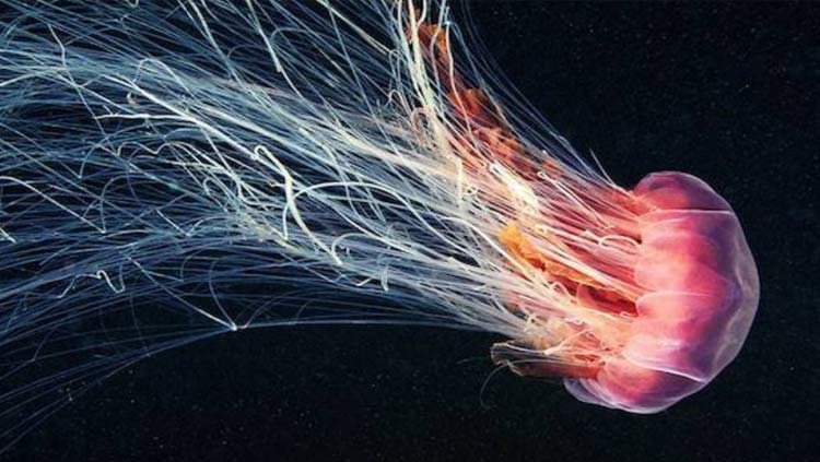 美尔健生物：探索海洋奥秘，水母0型胶原赢领护肤新潮流
