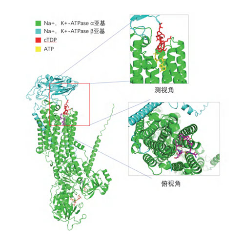 透皮环肽cTDP-促透机理01