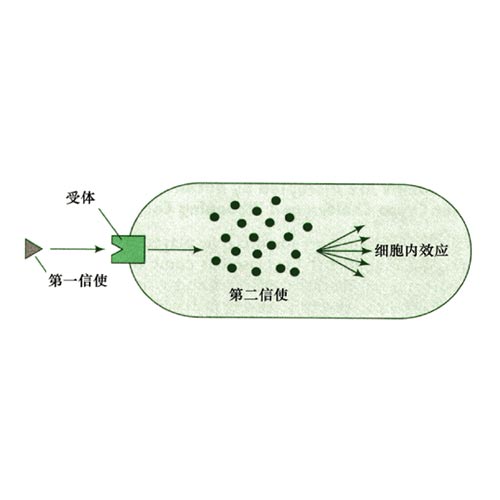 分子机理2