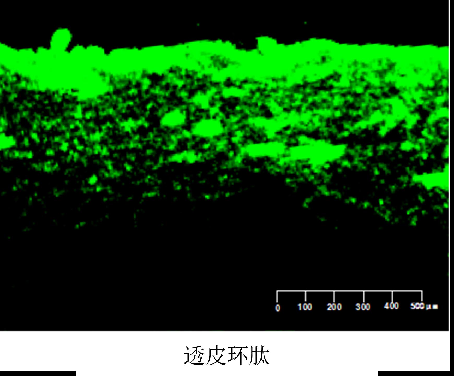 FITC 荧光标记透皮环肽离体皮肤激光共聚焦显微图