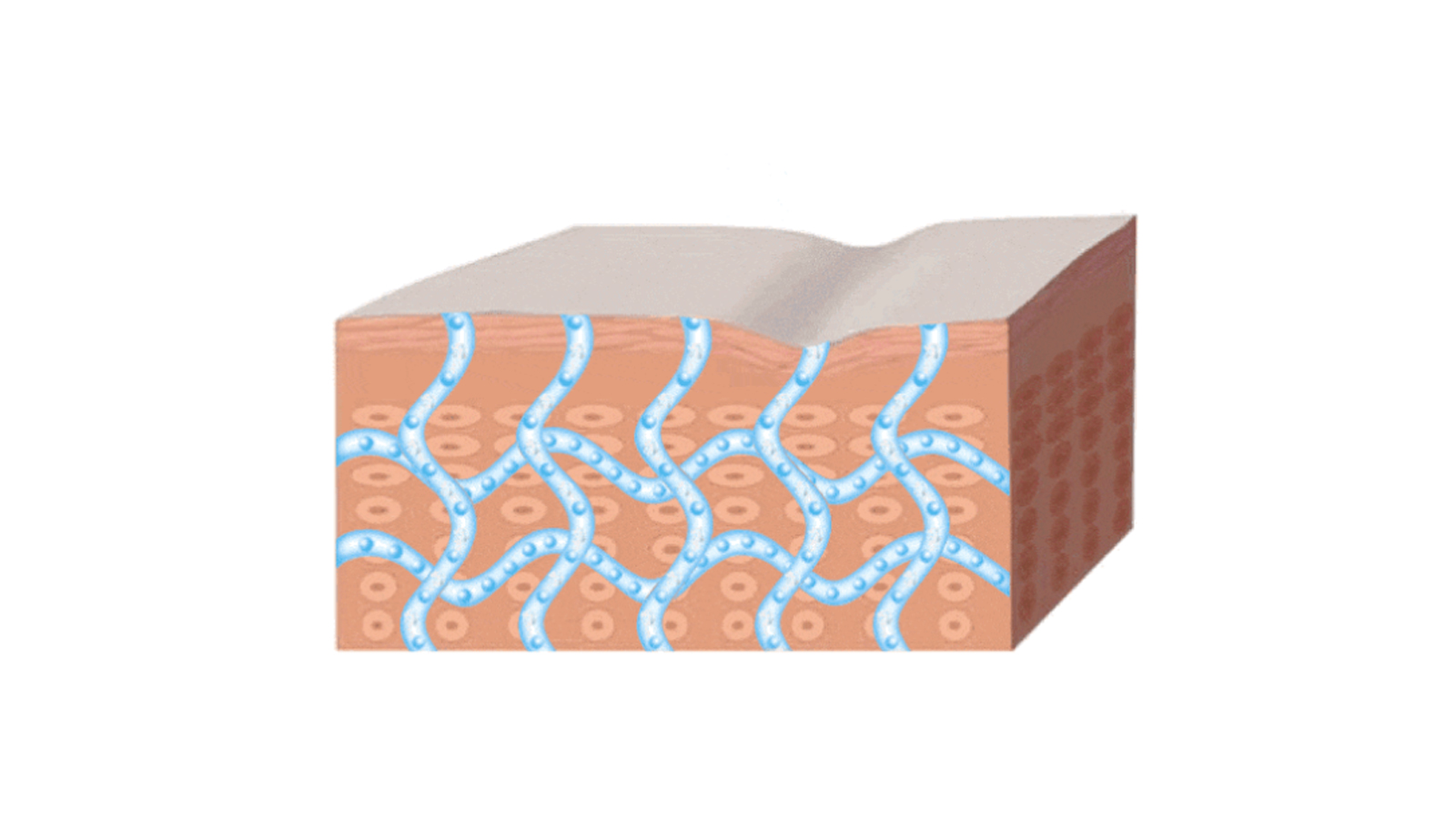 突破大分子透皮瓶颈：美尔健 cTDP 技术引领护肤科技革新