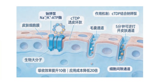 Transdermal Type I recombinant collagen penetrating to dermis via 3rd-gen delivery pathway.