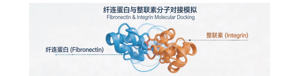 Biomimetic snake venom tripeptide (Waglerin-1) binding to muscular nicotinic acetylcholine receptor (mnAChR).