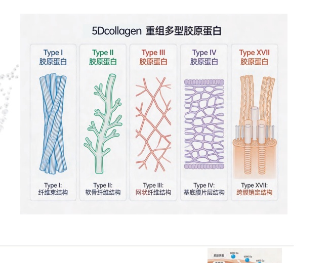 Micro-molecular collagen peptide binding with desmosomes and triggering endogenous synthesis.
