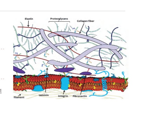 Youth Hydrolight Protein - Mechanism of Action and Transdermal Delivery Pathway