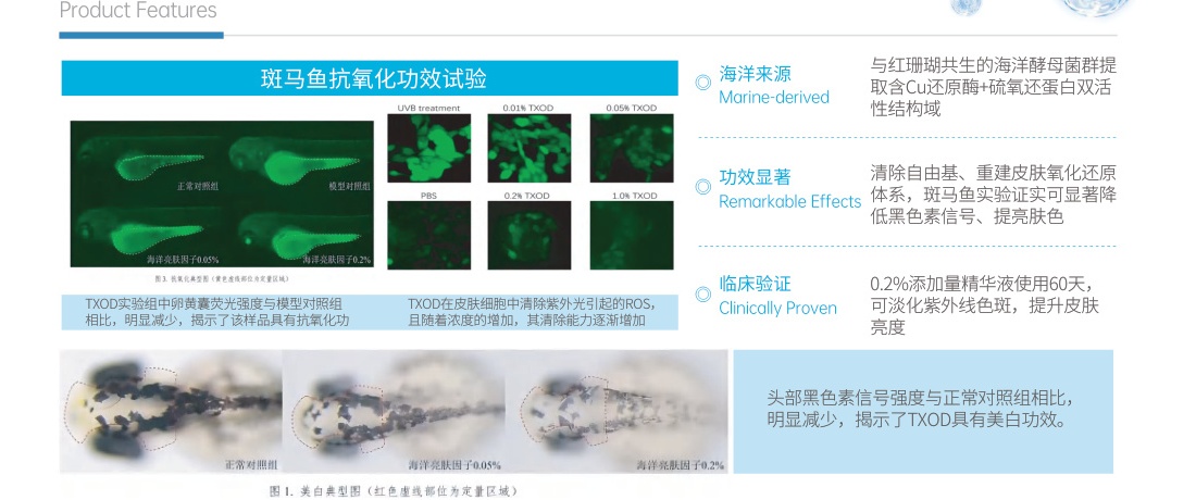 Marine Brightening Factor - Mechanism of Action and Transdermal Delivery Pathway