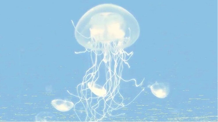 光老化“克星”现身！JELFIPRO水母黏蛋白抗氧化实验全程高能！