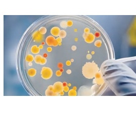 Probiotic strain fermentation microbiome balancing and barrier building model.