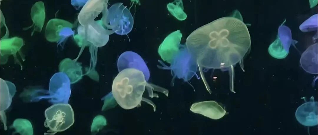 上班不准摸鱼？但我可以在公司摸水母！